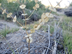 Lepidium perfoliatum