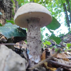 Leccinum duriusculum