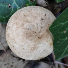 Leccinum duriusculum
