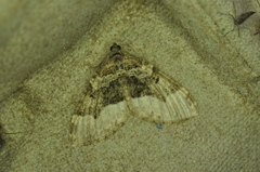 Euphyia intermediata