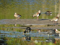 Callonetta leucophrys