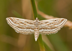 Parapoynx fluctuosalis