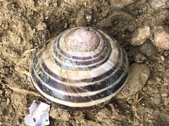 Cepaea nemoralis