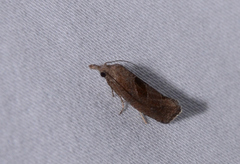 Pelochrista similiana