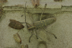 Saperda calcarata