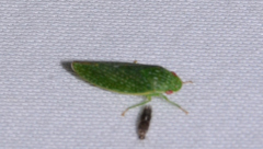 Rugosana querci