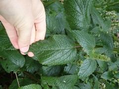 Agastache scrophulariifolia