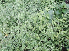 Chenopodium ucrainicum