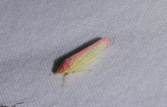 Gyponana