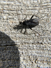 Alydus