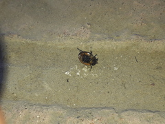 Neoharmonia erythroptera