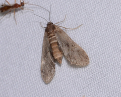 Elophila gyralis