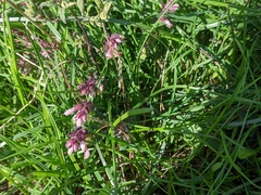 Odontites vulgaris