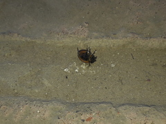 Neoharmonia erythroptera
