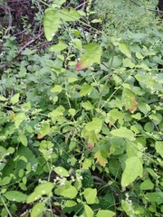 Chenopodium ucrainicum