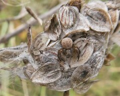Thomisidae