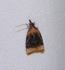 Platynota flavedana