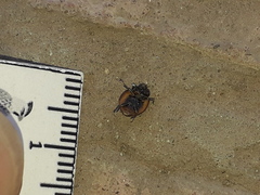 Neoharmonia erythroptera