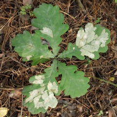 Tischeria ekebladella