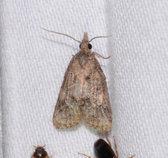 Platynota idaeusalis