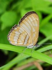Mestra hersilia