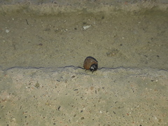 Neoharmonia erythroptera