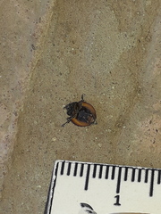 Neoharmonia erythroptera