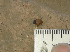 Neoharmonia erythroptera