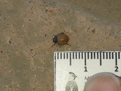 Neoharmonia erythroptera