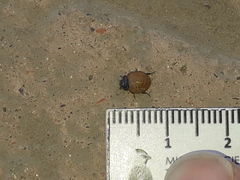 Neoharmonia erythroptera
