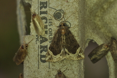Hypena abalienalis