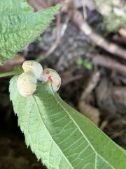 Neolasioptera farinosa