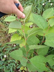 Reynoutria japonica