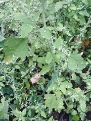 Chenopodium ucrainicum