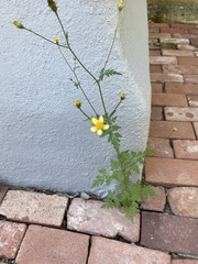 Bidens bipinnata
