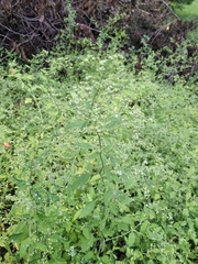 Chenopodium ucrainicum