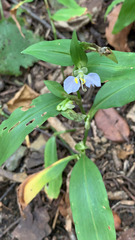 Commelina virginica