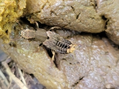 Platydracus maculosus