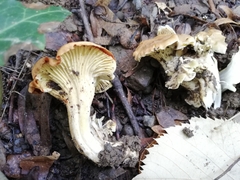 Cantharellus ferruginascens
