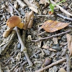 Gyroporus castaneus