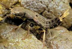 Platydracus maculosus