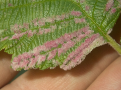 Acalitus longisetosus