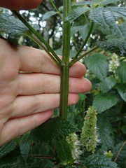 Agastache scrophulariifolia