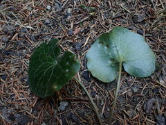 Puccinia asarina