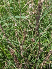 Odontites vulgaris