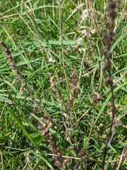 Odontites vulgaris
