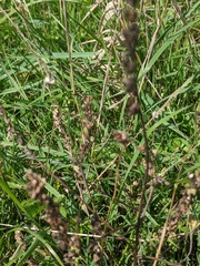 Odontites vulgaris