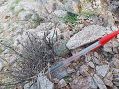 Mammillaria grahamii