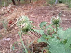 Arctium lappa