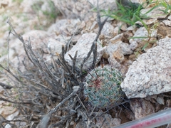 Mammillaria grahamii
